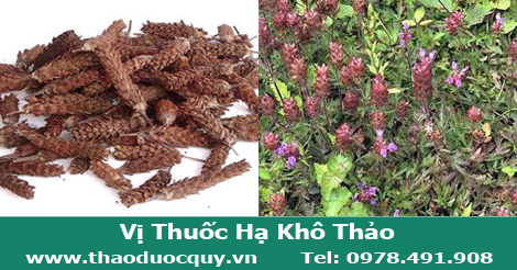 vị thuốc hạ khô thảo